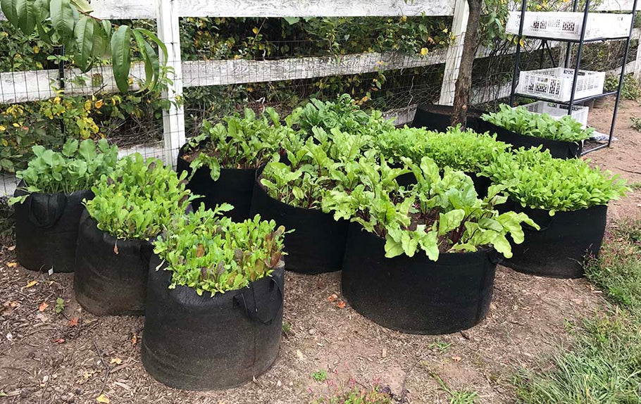 Instant Raised Bed Gardens -  Grow Anything!