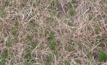 Seed Stitcher new grass after 10 days