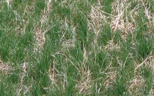 Seed Stitcher new grass after 20 days