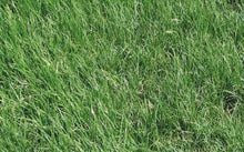 Seed Stitcher new Grass after 30 days