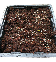 Spongease MicroGreens Grow Kit