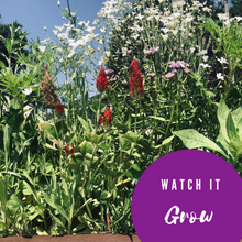 Earth-Friendly Gift Wrap Wrapping Paper