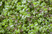 GreenEase Microgreens Starter Kit – 10 Organic Certified Jute Grow Pads, 3 BPA Free Low Profile 10x10 Trays for Easy Harvesting and 3 Packs of Microgreens Seeds