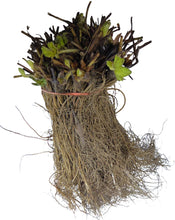 Day Neutral Strawberry Bare Root Plants 25 Count - Albion Strawberry Roots - Longer, Sweeter Fruit yielding Season