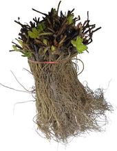 Day Neutral Strawberry Bare Root Plants 25 Count - Evie-2 Roots - Longer Fruit yielding Season