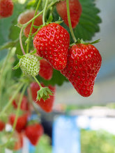 Day Neutral Strawberry Bare Root Plants 25 Count - Evie-2 Roots - Longer Fruit yielding Season