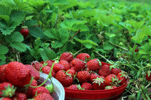 Day Neutral Strawberry Bare Root Plants 25 Count - Evie-2 Roots - Longer Fruit yielding Season