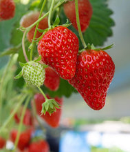 Day Neutral Strawberry Bare Root Plants 25 Count - Albion Strawberry Roots - Longer, Sweeter Fruit yielding Season
