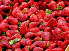 Day Neutral Strawberry Bare Root Plants 25 Count - Albion Strawberry Roots - Longer, Sweeter Fruit yielding Season