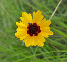 GSP Wildflowers Annuals Seeds - 1/4 lbs Seeds