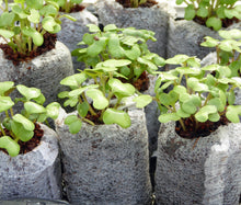 Garden Starter Kit - DIY Seedling Starter for Tomatoes, Peppers, Cucumber Planting