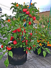 RootEase Soft Side Root Pruning Pots and Instant Garden Beds