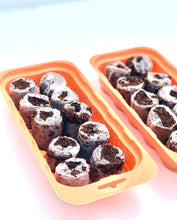 Pumpkin Seed Starter Kit
