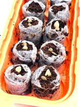Pumpkin Seed Starter Kit