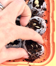 Pumpkin Seed Starter Kit