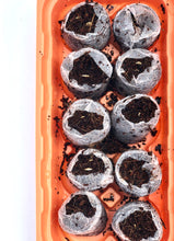 Pumpkin Seed Starter Kit