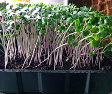 Spongease MicroGreens Grow Kit