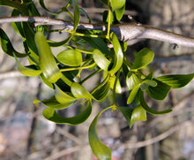 ONE Real Mistletoe Preserved Longer Lasting
