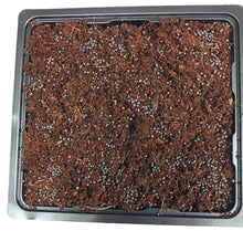 Spongease MicroGreens Grow Kit