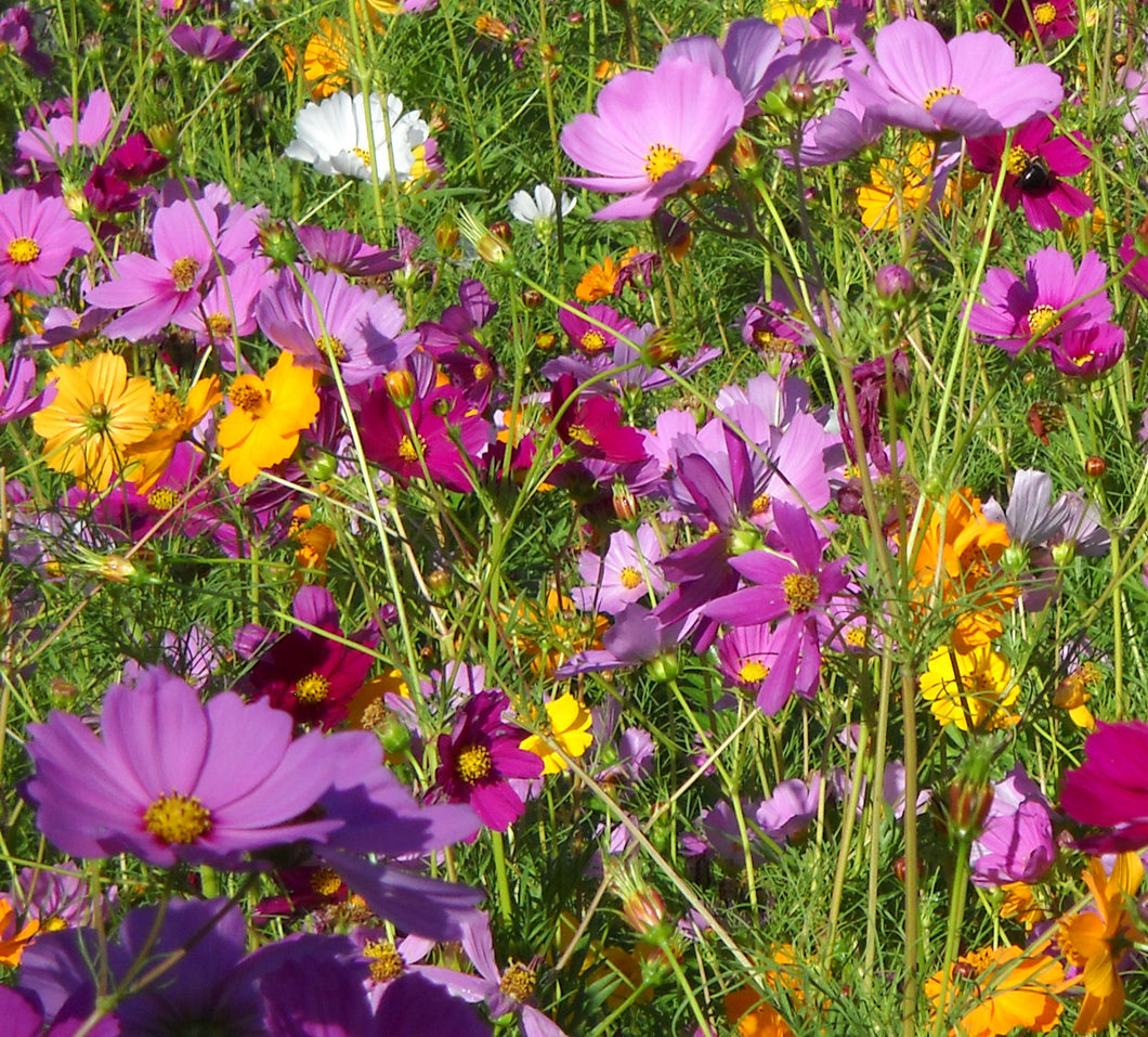 GSP Wildflowers Annuals Seeds - 1/4 lbs Seeds