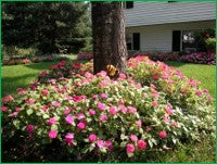 Recycled Gift Wrap Tissue Paper That Grows