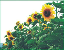 Recycled Gift Wrap Tissue Paper That Grows