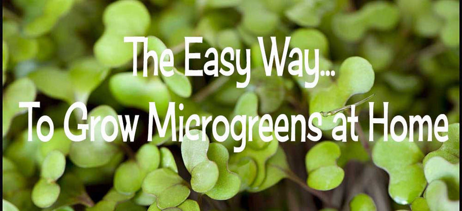 Growing MicroGreens At Home