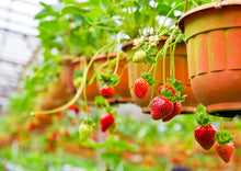 Late Season Strawberry Bare Root Plants 25 Count - Delicious MALWINA Roots - Longer Fruit yielding Season