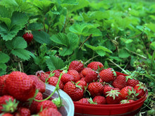 Day Neutral Strawberry Bare Root Plants 25 Count - Albion Strawberry Roots - Longer, Sweeter Fruit yielding Season