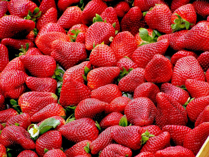 Late Season Strawberry Bare Root Plants 25 Count - Delicious MALWINA Roots - Longer Fruit yielding Season
