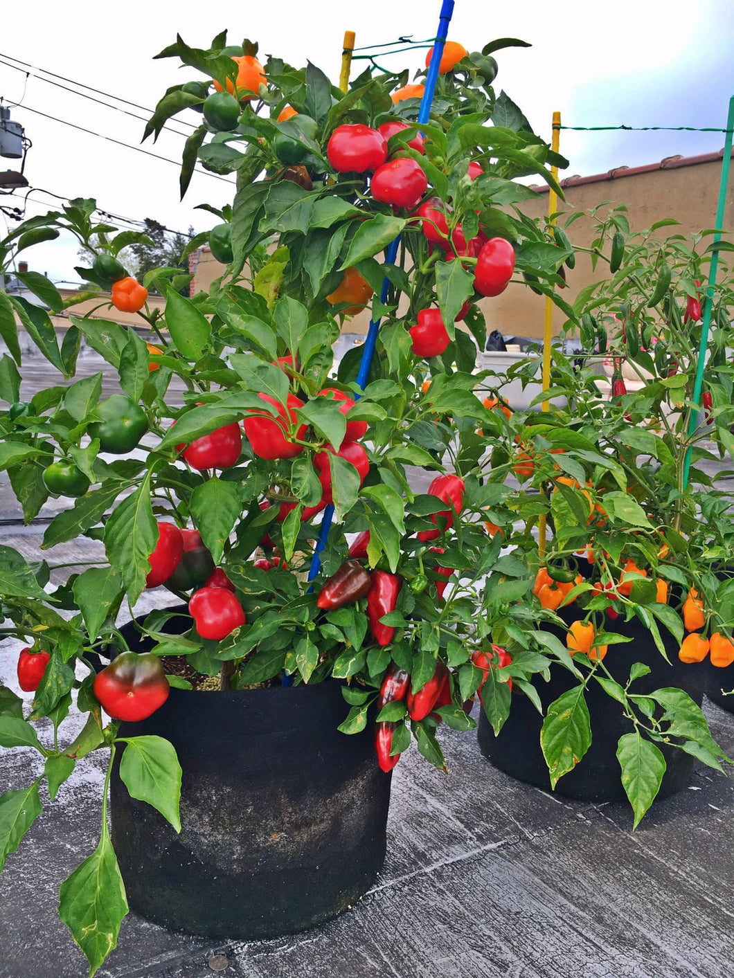 soft plant pots RootEase Soft Side Root Pruning Pots and Instant Garden Beds – EnrootProducts