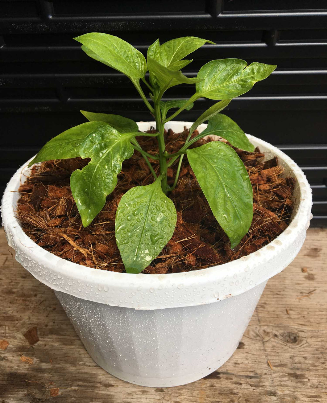 plant pot top dressing SpongEase Mulch Top Dressing – EnrootProducts