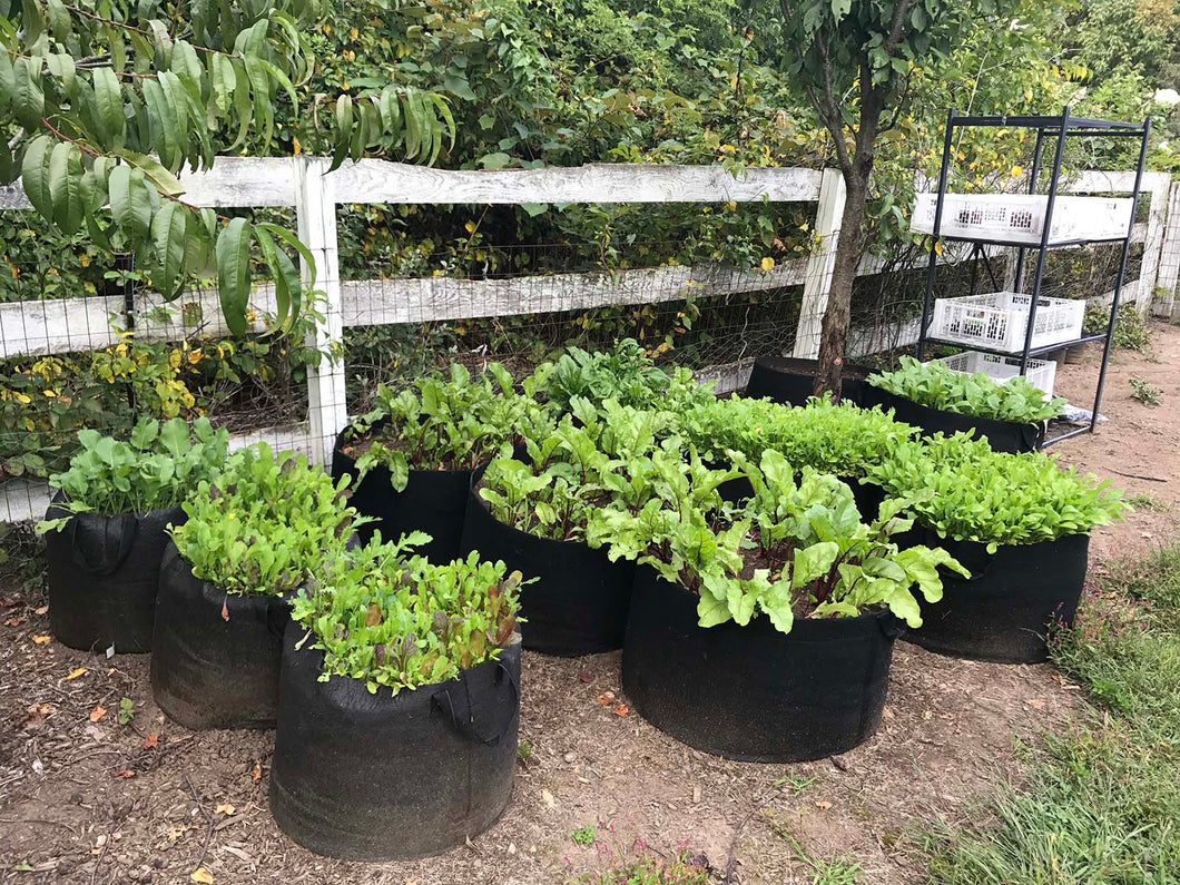RootEase Soft Side Root Pruning Pots and Instant Garden Beds