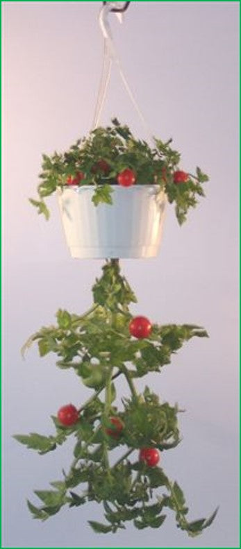 Upsy Downsy Hanging Vegetable Gardens by Triumph Plant