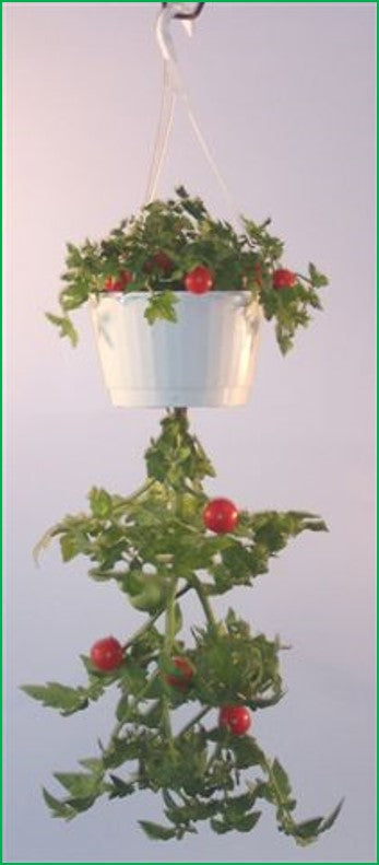 hanging tomato plant kit Upsy Downsy Hanging Vegetable Gardens by Triumph Plant – EnrootProducts